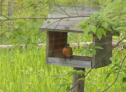 Spring Robin in the Northwoods