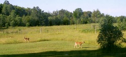 Northwoods Deer